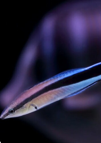 Bluestreak Cleaner Wrasse