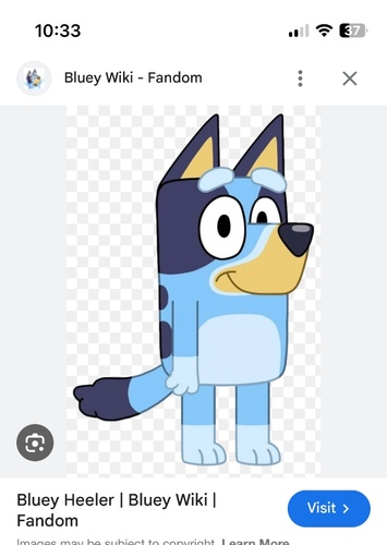 Bluey heeler
