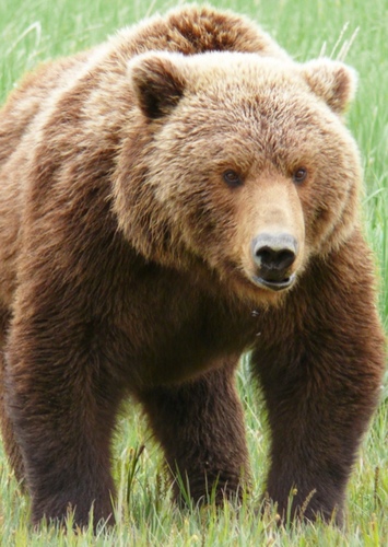 Bob the Grizzly Bear