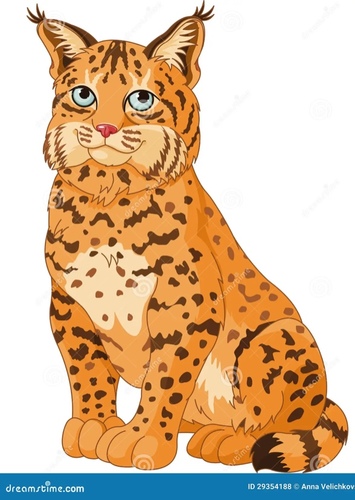 Bobcat