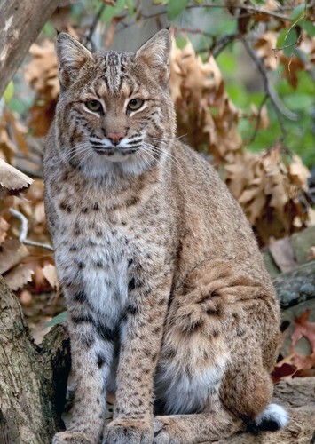 Bobcat