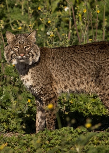 Bobcat