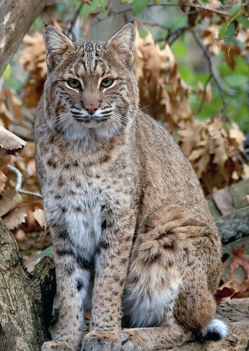 Bobcat