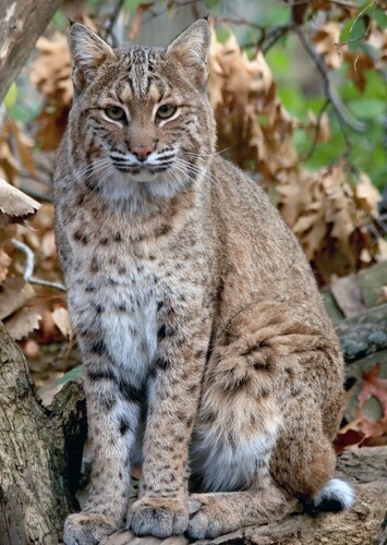Bobcat