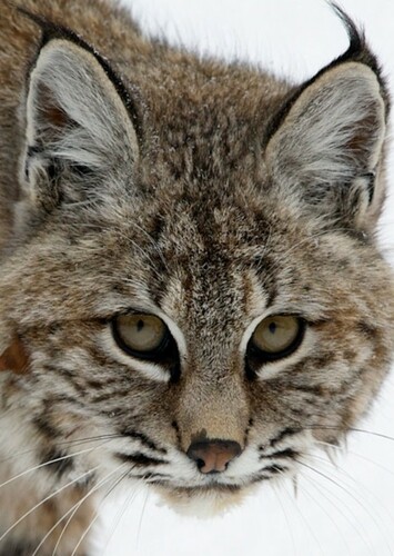 Bobcat