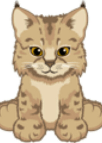 Bobcat Kitten