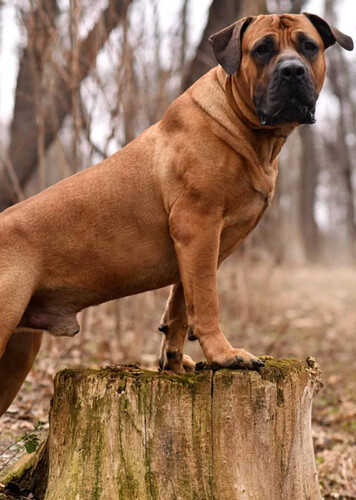 Boerboel Mastiff