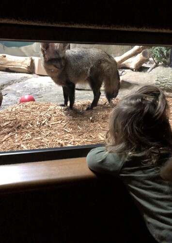 Booneshoft Discovery Zoo