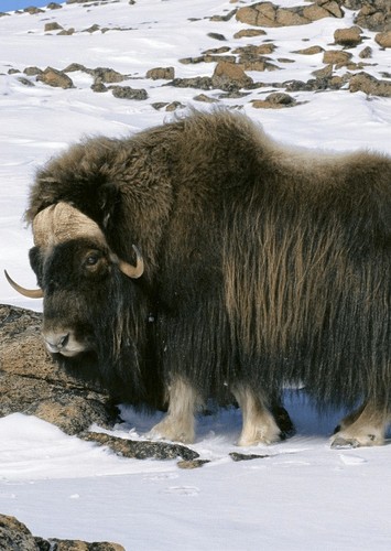 Bootherium