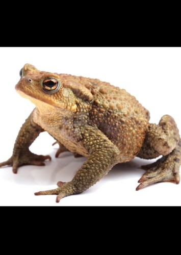 Bornug
