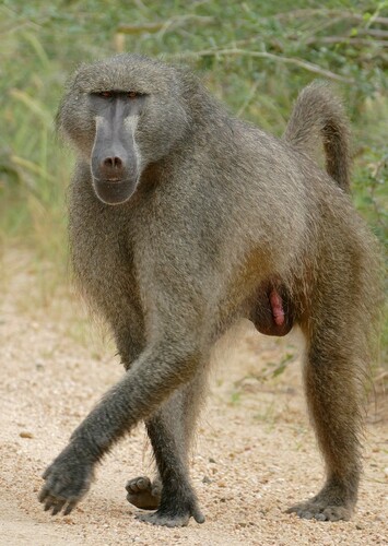 Bosko the Baboon