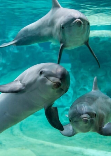 Bottlenose Dolphin