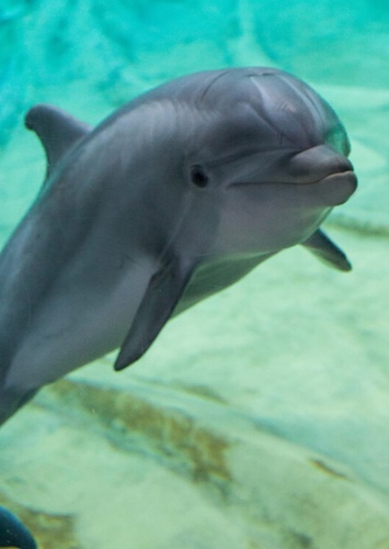 Bottlenose Dolphin