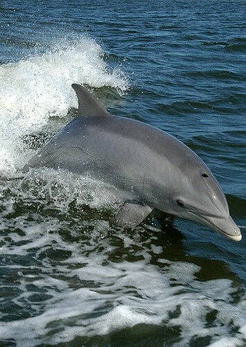 Bottlenose Dolphin