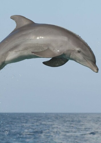 Bottlenose Dolphin