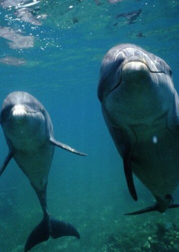 Bottlenose Dolphin