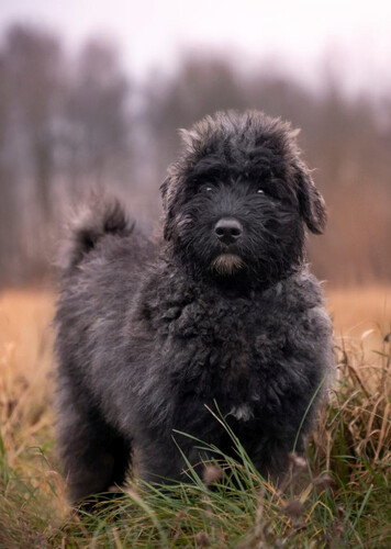 Bouvier des Flandres