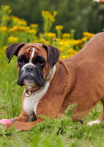 Boxer