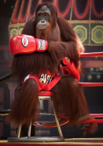 Boxer Chang the Orangutang