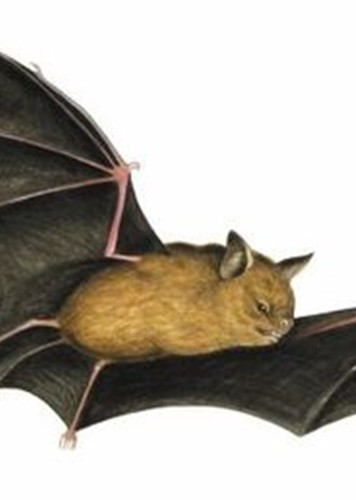 Brachipposideros