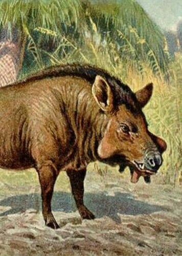 Brachyhyops