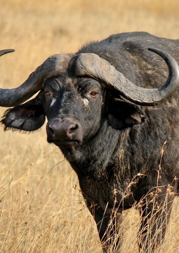 Brad the African Buffalo