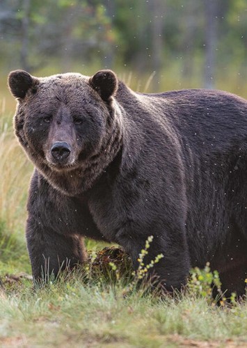 Brandon The Grizzly Bear
