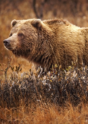 Brandon the Grizzly Bear