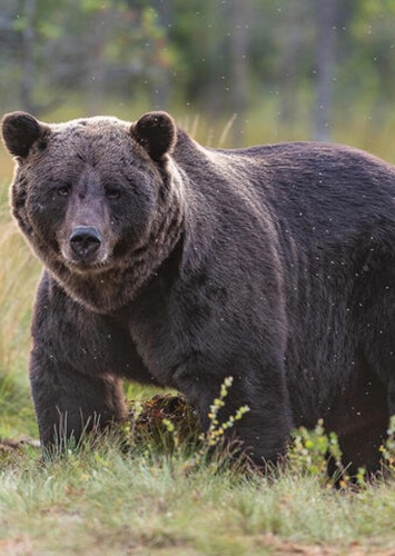 Brandon The Grizzly Bear