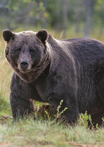 Brandon the Grizzly Bear