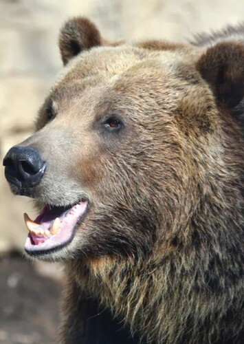 Brandon (The Grizzly Bear)