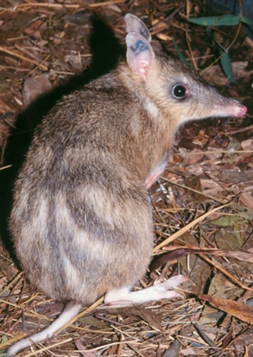 Bret the Bandicoot