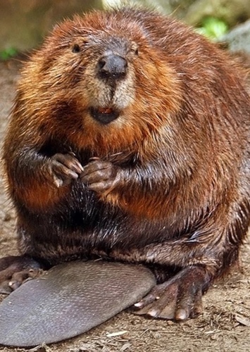 Brett the North American Beaver