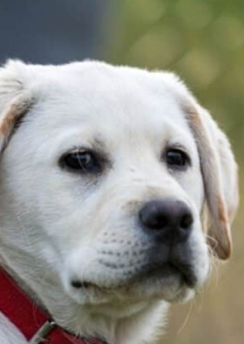 Brian Griffin