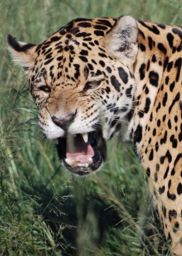 Brian the Jaguar