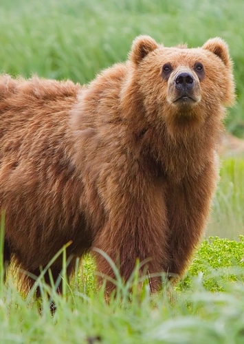 Briana the grizzly Bear