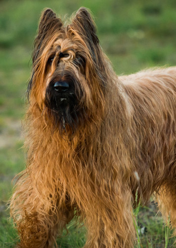 Briard