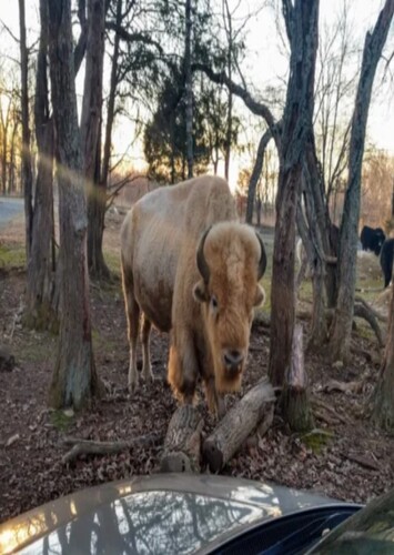 Briarwood Ranch Safari Park