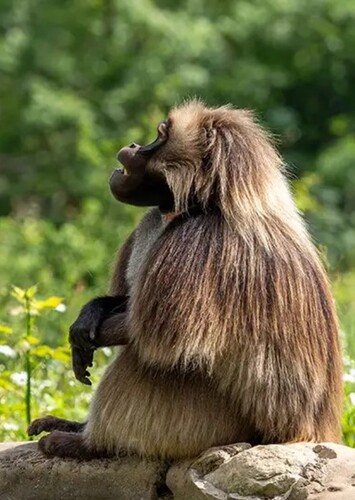 Bristol Zoo Project