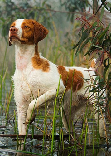 Brittany Spaniel