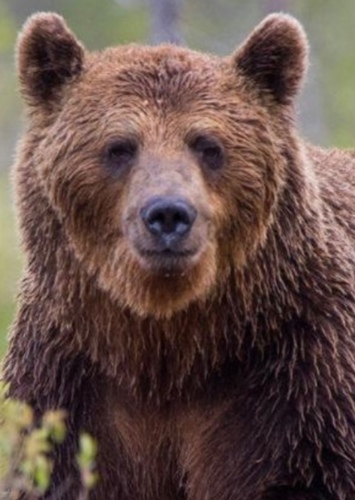 Brody The Grizzly Bear