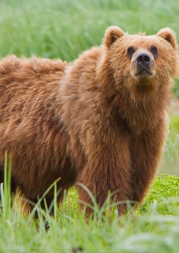 Brown Bear