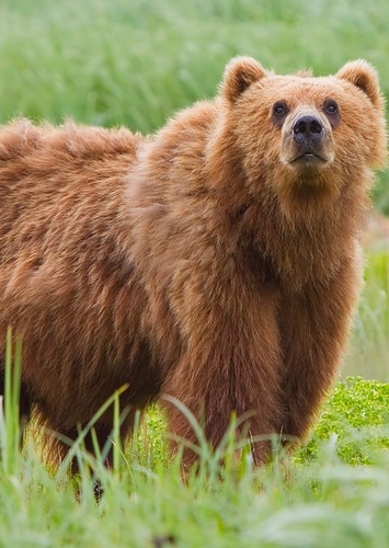 Brown Bear