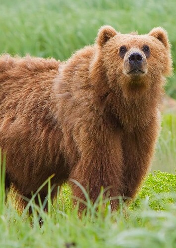 Brown Bear