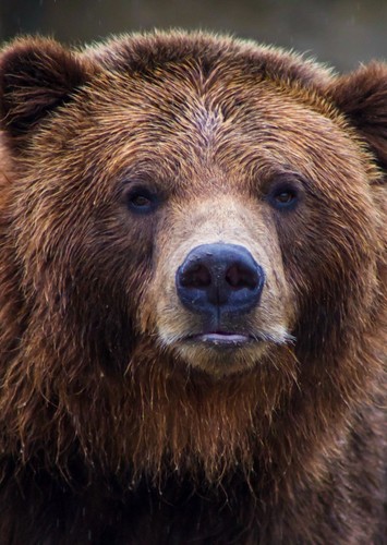 Brown Bear