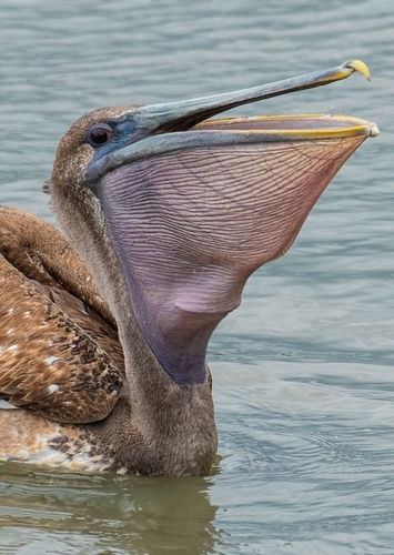 Brown Pelican
