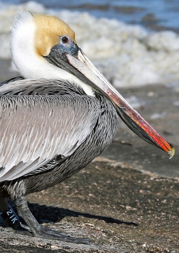 Brown Pelican