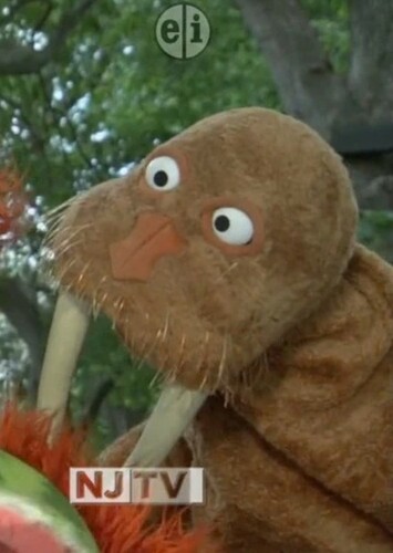 Bubba the Walrus