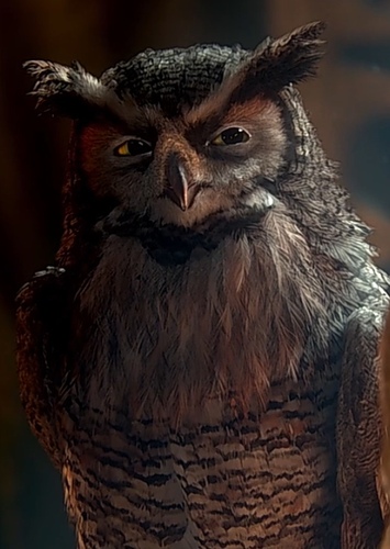 Bubo