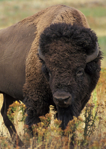 Bison